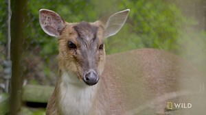 Chowlei the Reeve's muntjac meets the newest muntjac additions to the zoo: Tyler and Peanut. | National Geographic Animals