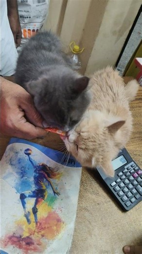 Persian Billiyo ki Party! 😺✌️PersianCat #CuteCats #CatLovers #FunnyCats #ShortsIndia#youtube #shorts