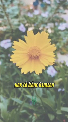 Sordum sarı çiçeğe, annen baban var mıdır? #ilahi #marifetfm