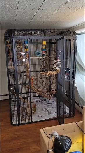 Macaw Cage Setup: A Detailed Rundown for Maui