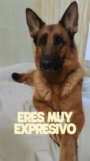 Yo no sé tú... pero reúno todas las características de mi pastor alemán 🤣❤️ #dogs #pastoraleman