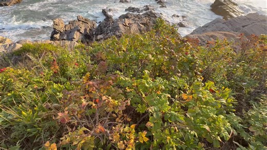 2.6K views · 159 reactions | Well what you guys think ? Portland Head Lighthouse drove all night to grab the sunrise and it was extremely beautiful  #portlandmaine #portlandheadlight | Emmanuel Fine Art Photography | Facebook
