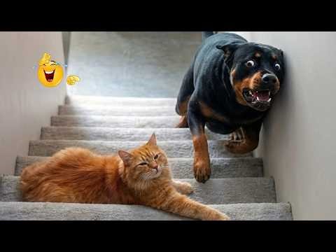 These Dogs Went Too Far 🤣 Funniest Dog Fails 2026 #79