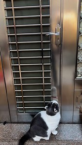 90K views · 778 reactions | Smart chonk | Insta Pawz | Facebook