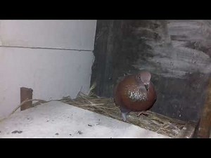 Suara Burung Merpati jantan memanggil betina😄😄😄