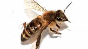 'Zombie' honeybees make first appearance in Canada