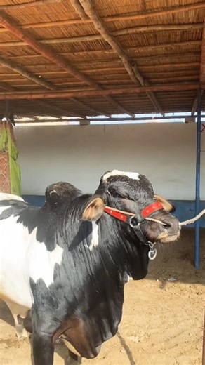 Angry bull 🤬😱😵‍💫 #cow #cattleworld #viral #youtubeshorts