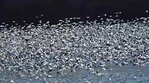 Mesmerising Moment 100,000 Snow Geese Migrate North Wild-ish TV