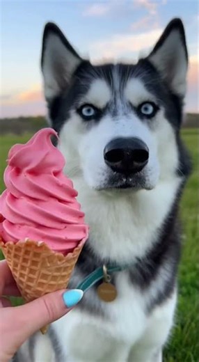 Husky's HILARIOUS Ice Cream Brain Freeze
