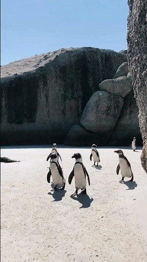Why Do Penguins Huddle Together in Winter? ❄️🐧