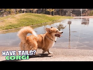 Why Do Some Corgis Have Tails?