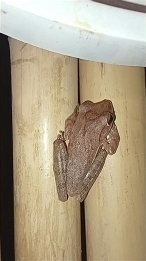 Tree Frog Sound #frogs #memes #frogsounds