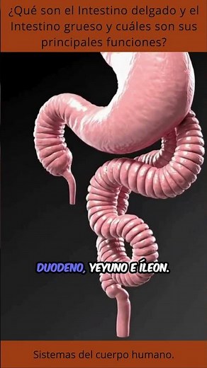 ¿Para qué sirven realmente el intestino delgado y el grueso?