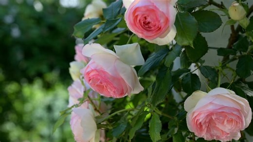 Roses, Flowers, Garden. Free Stock Video