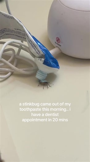 Encountering a Stink Bug in My Toothpaste