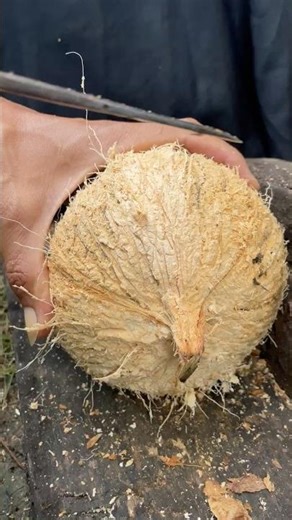Good skill opening coconut meat from its shell