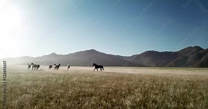 The amazing sight of wild horses running through the golden grass fields of southern Namibia