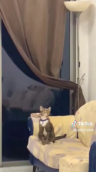 #catsoftiktok #gatos #cattok #funny #fypシ #fypシ゚viral