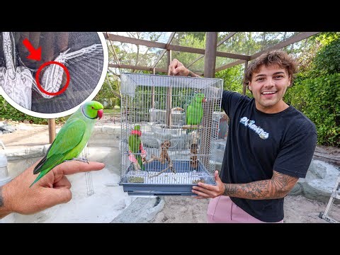 I Rescued a BABY PARROT for My AVIARY!!