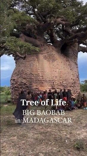 Baobab Tree 🌲 | Jungle ka Water Tank | Tree of Life Facts #lovewithfacts