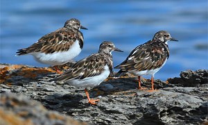 Ruddy Turnstone