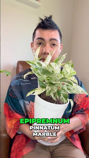 Unboxing NEW Costa Farms Trending Tropicals Plant: Must ADD