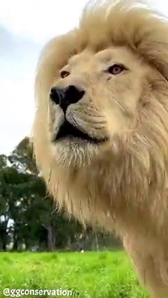 Moya I’m almost 100% certain you’re supposed to drink water & not eat it 😆 check out that power roar at the end though #whitelionroar | GG Conservation Glen Garriff