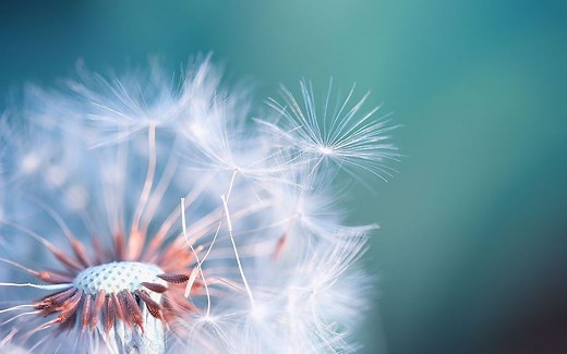 C4D蒲公英建模及动画教程