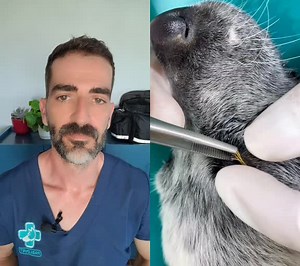 Pablo Vet on TikTok