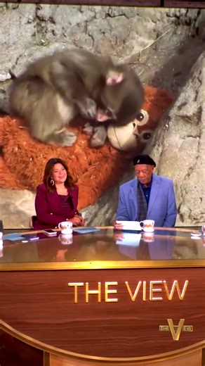 Punch the monkey gets the Morgan Freeman treatment! 🐒 | The View