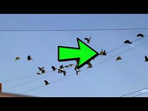 parrots get electrocuted by 220 volts outside my house