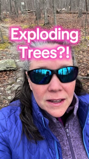 What causes exploding trees? Walk in the woods with me to find out!