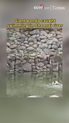 A wild giant panda was spotted enjoying a carefree swim in the Taibai River in Shaanxi Province. Weighing over 100 pounds, the panda appeared completely at ease—splashing, playing, and taking its time in the water before calmly disappearing into the nearby forest. #ChinainSeconds #ChorusofLife #HiPanda For more: https://english.cctv.com/ | CCTV