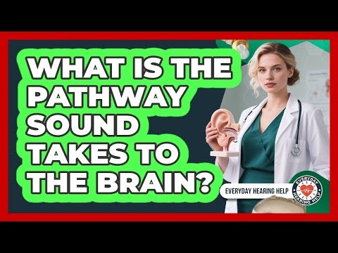 What Is The Pathway Sound Takes To The Brain?