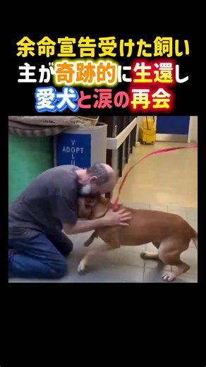 余命宣告を受けた飼い主が奇跡的に生還し愛犬と涙の再会😭✨ #感動 #泣ける話 #犬 #愛犬 #ペット #dog #shorts