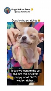 Dogs experience profound neurological pleasure from scratching stimulation due to dense mechanoreceptor concentrations in skin converting physical touch into electrical signals transmitted through spinal pathways to brain reward centers. Specific body regions contain higher receptor densities—chest, shoulders, base of tail, behind ears—making these "sweet spots" trigger involuntary responses including leg kicking, eye closing, and vocalization proving tactile stimulation activates pleasure pathw