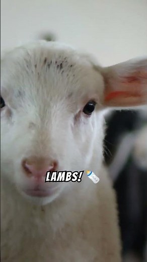 Incredible Sheep Facts, From Playful Lambs to Cozy Wool! #sheep #lambs #sheeps #animals