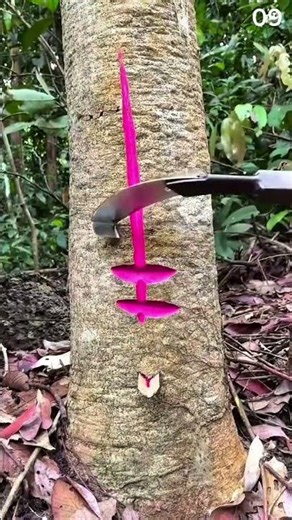 The process of peeling a tree to extract its sap
