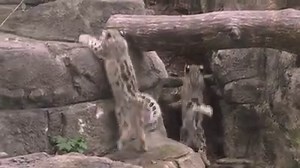 30K views · 685 reactions | Happy Thursday, everyone. Here are the new baby snow leopards at the Rosamond Gifford Zoo in Syracuse.  | syracuse.com | Facebook