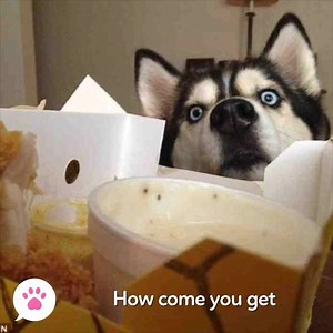 10K views · 11 shares | You give your dog some of your food once......