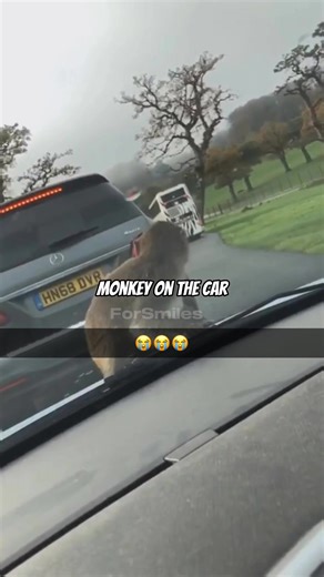 Mischievous Monkey Climbs on Car in Hilarious Viral Video