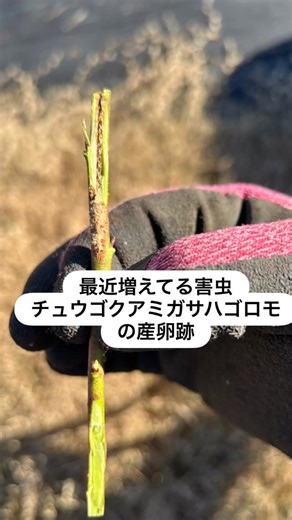 さがみこベリーガーデン 体験型ブルーベリー農園 果物狩り on Instagram: "害虫、うちにもいましたー いないかと思ったらいました 今年は特に話題に上がる、チュウゴクアミガサハゴロモ (いっつもハゴロモが先かアミガサが先かわからなくなるやつ) ここ数年被害が増えているとのことです 蛾みたいなの(正確にはカメムシの仲間らしい)がブルーベリーの枝に卵を産んでいきます 幼虫も成虫もブルーベリーにとっては吸血鬼みたいないやーなやつなんで取っちゃいます シジュウカラが来てくれると良いらしい 巣箱置いてみようかな #さがみこファーム #さがみこベリーガーデン #チュウゴクアミガサハゴロモ #ブルーベリー"