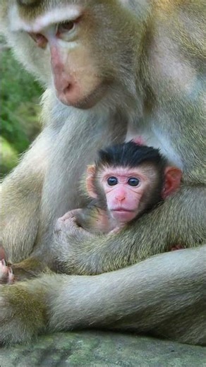 Mother monkey teaches her baby everything about survival #monkey #animals #babymonkey