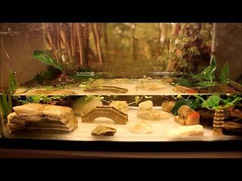 How to Setup a Fire Belly Newt Tank (Simple Method)