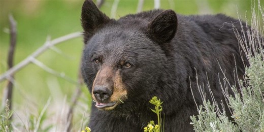 Watch: 500-pound bear found squatting, living 'rent-free' in California home