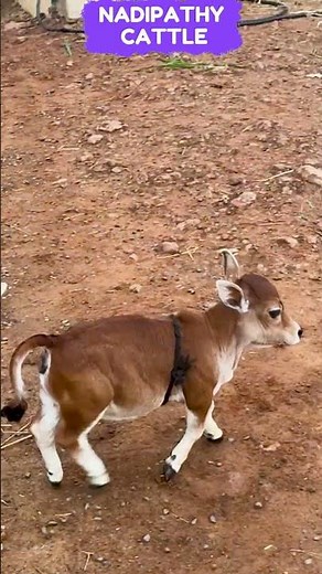 Nadipathy Nano cow😘 shortest cows breed #youtube #viral #reels #miniature #trend #cow #animals #fun