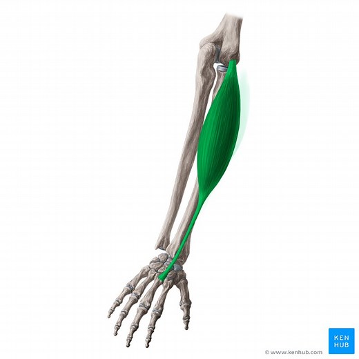 Musculus extensor carpi radialis brevis