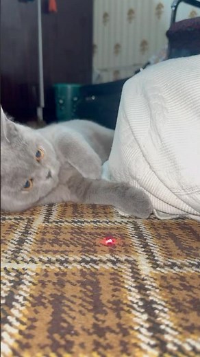 Cat Playing With Laser 😹🔥 | Too Cute & Funny!