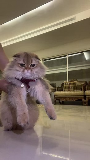 Scottish legends على TikTok