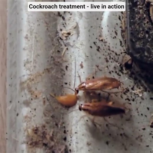Cockroaches eating gel bait and carry it back to nests, reducing the colony over time.